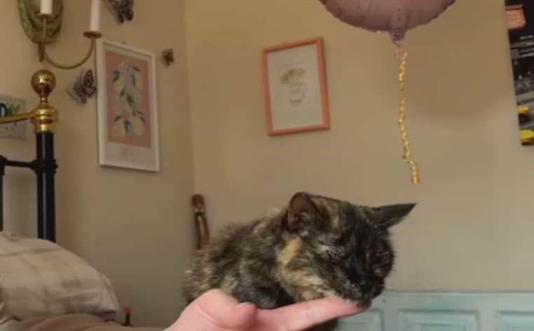chat vieux alimentation actu