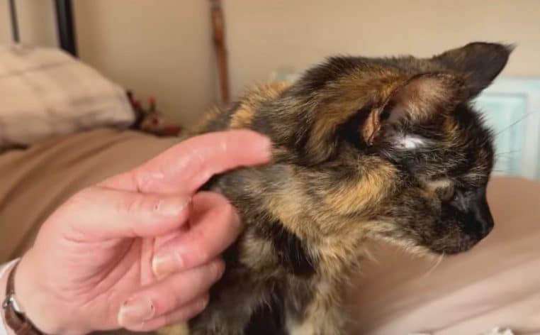 chat vieux alimentation actu