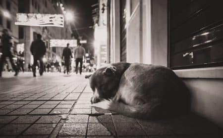 chien actu
