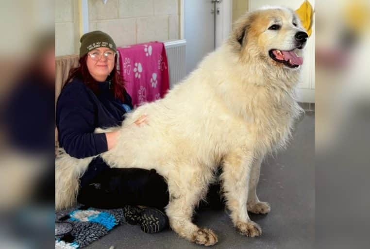 Énorme bouvier des Pyrénées assis sur les genoux d’une employée de refuge, montrant sa taille impressionnante en intérieur.