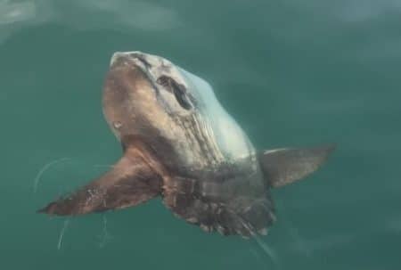 Créature marine géante