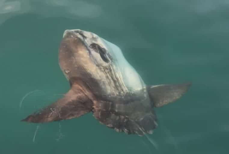 Créature marine géante