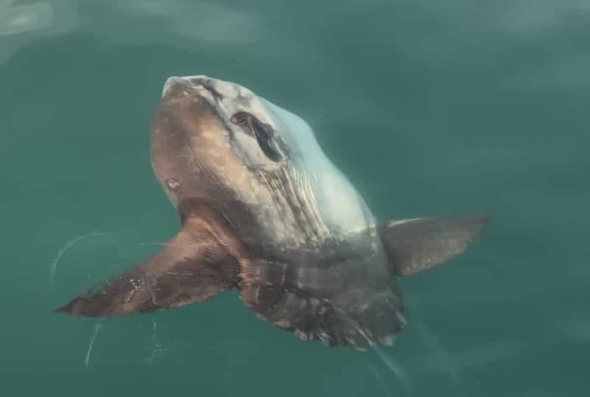 Créature marine géante