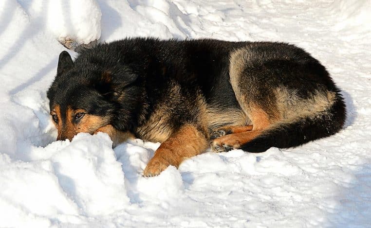 Chien au pelage noir et fauve couché dans la neige en plein hiver, regard tourné vers le sol dans une allée immaculée.