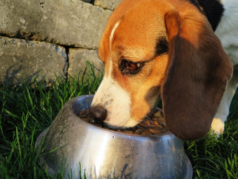 Chien de type beagle mangeant des croquettes dans une gamelle en métal posée sur l’herbe, concentré sur son repas.