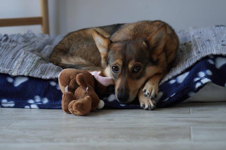 Chien allongé sur un coussin bleu à motifs, peluche contre lui, regard doux tourné vers l’objectif dans une pièce lumineuse.