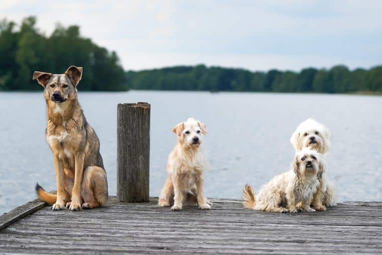 Deux chiens de grande taille marchent sur la rive herbeuse d’un lac calme, observant l’eau sous un ciel clair en pleine nature.