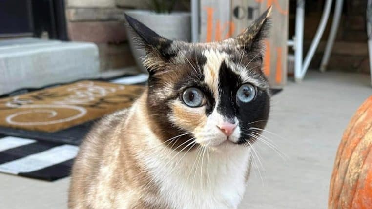 employee poste decouvrir animal colis - copie