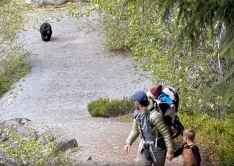 Une famille poursuivie par un ours
