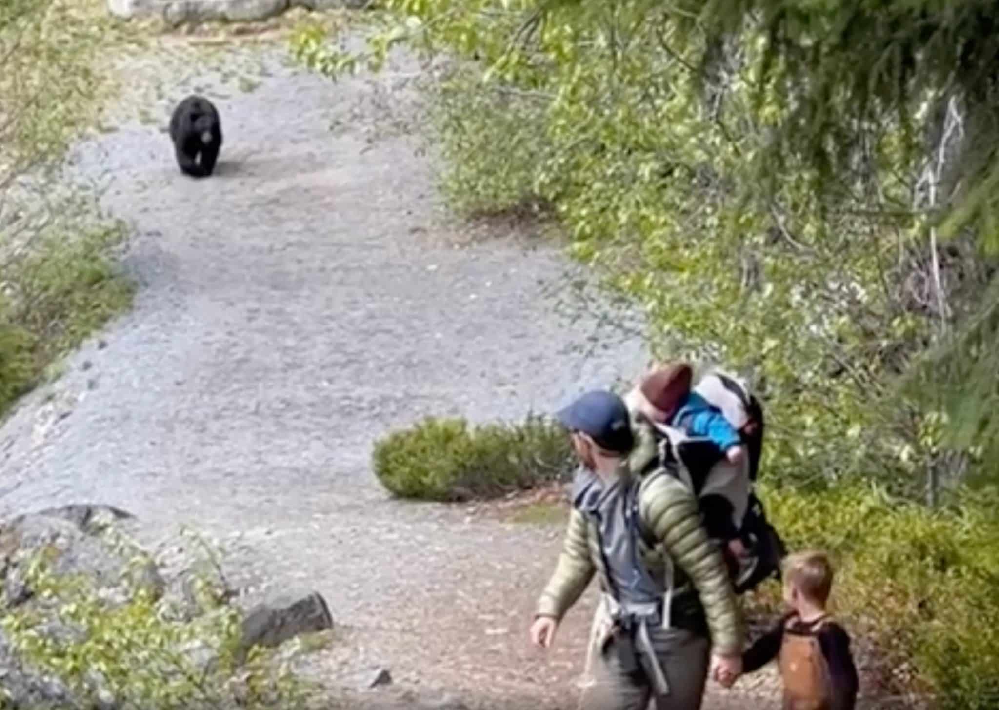 Une famille poursuivie par un ours