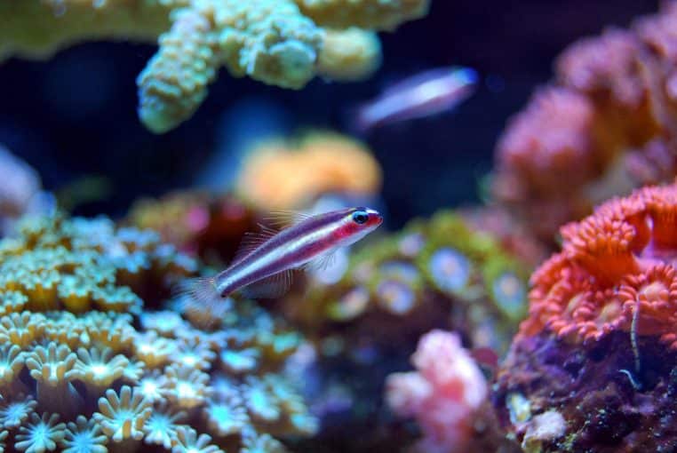 Petit poisson coloré nageant au-dessus d’un récif corallien lumineux, avec polypes bleus et orangés dans une eau tropicale claire