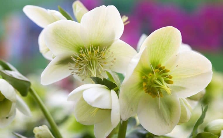 fleurs jardin hiver actu