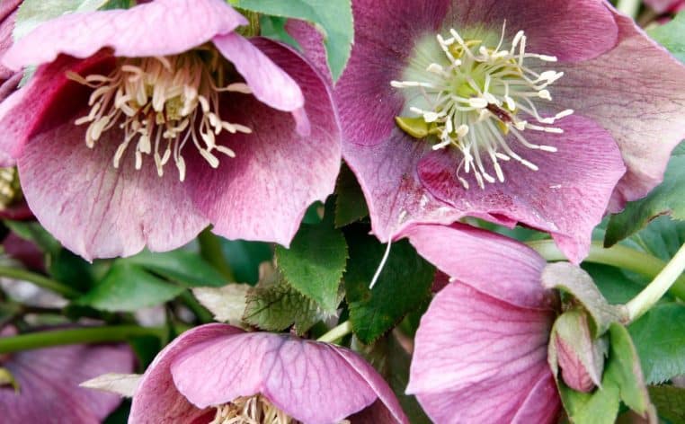 fleurs jardin hiver actu