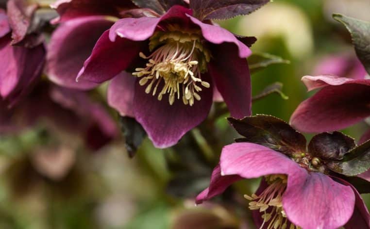 fleurs jardin hiver actu