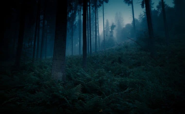 forêt perdu retrouvé homme actualité