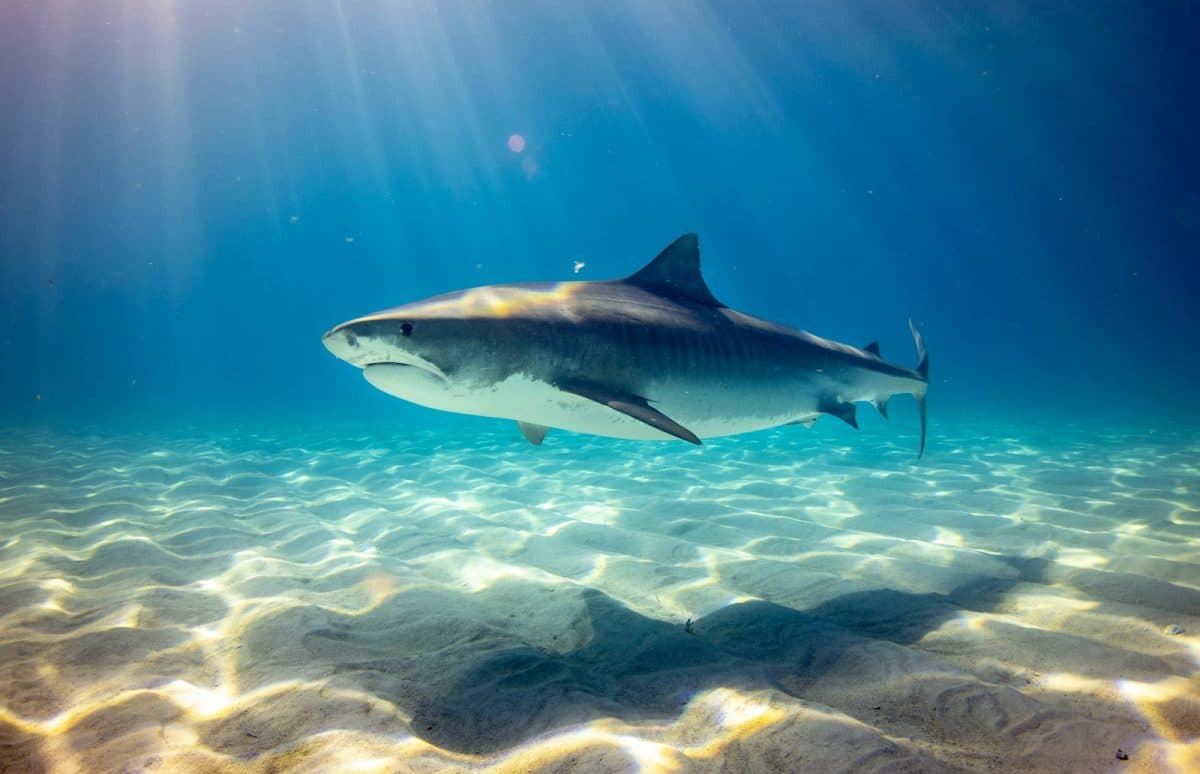 la-fin-des-grands-requins-blancs-en-m-diterran-e-une-disparition