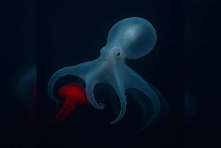Haliphron atlanticus translucide nage dans l’obscurité des abysses en tenant une méduse rouge vif entre ses longs bras souples.