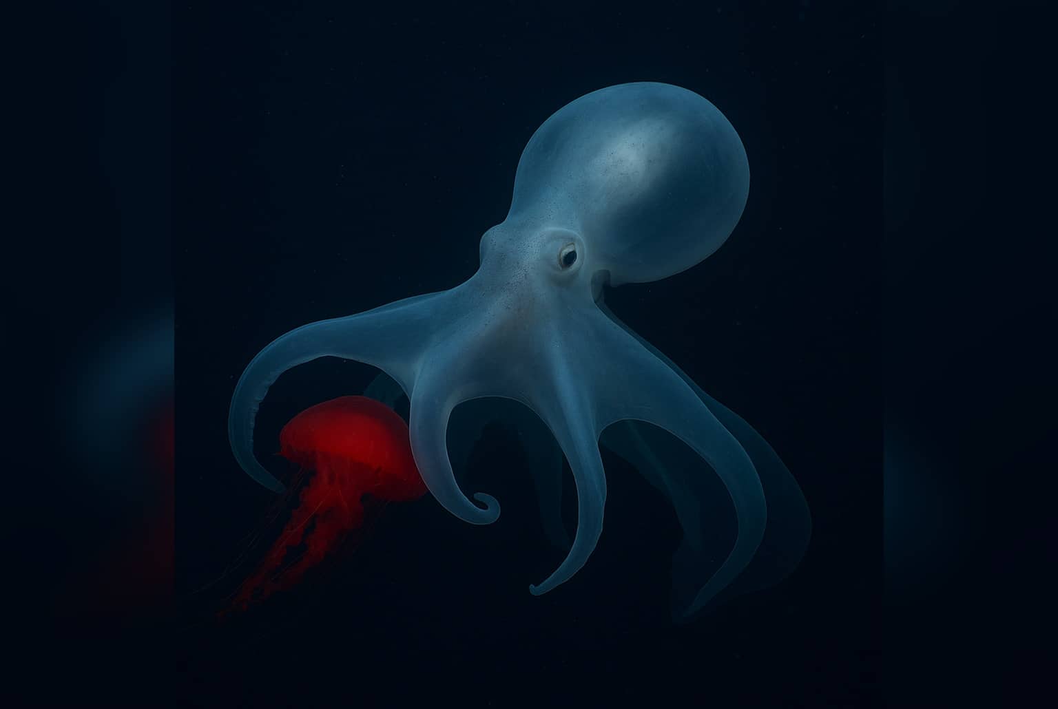 Haliphron atlanticus translucide nage dans l’obscurité des abysses en tenant une méduse rouge vif entre ses longs bras souples.