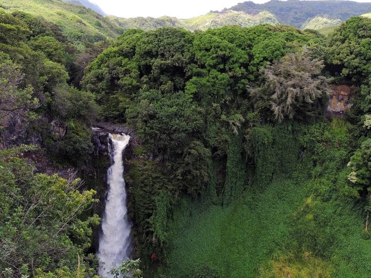 Large cascade entourée d’une végétation tropicale dense sur une île hawaïenne, rappelant les forêts où les drones relâchent les moustiques.