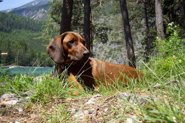 Chien de chasse allongé dans l’herbe au bord d’un lac de montagne, entouré de pins, regard tourné vers la rive, en pleine nature estivale.