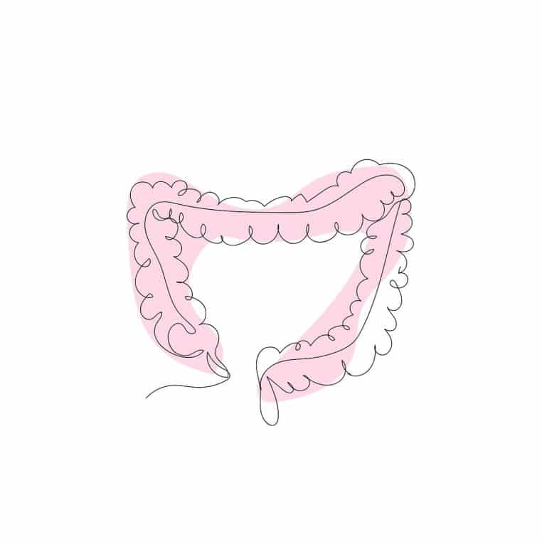 Illustration minimaliste en lignes des intestins humains, vue de face, mettant en avant l’anatomie digestive et l’organisation des principaux organes.