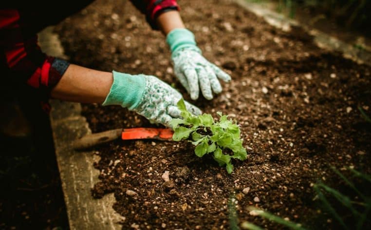 jardinage fourchette info astuce