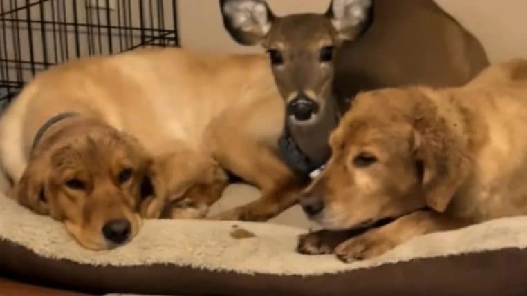 jeune cerf trouve refuge chien - copie