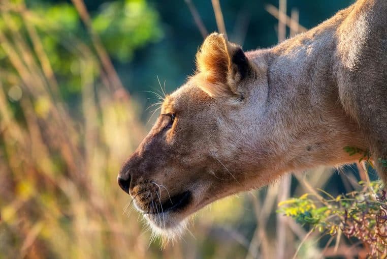 Un jeune homme attaqué par une lionne