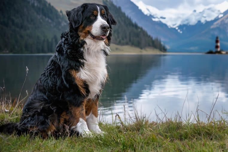 Chien de montagne bernois noir, blanc et roux debout sur une berge rocheuse, face à un lac bleu entouré de montagnes verdoyantes.