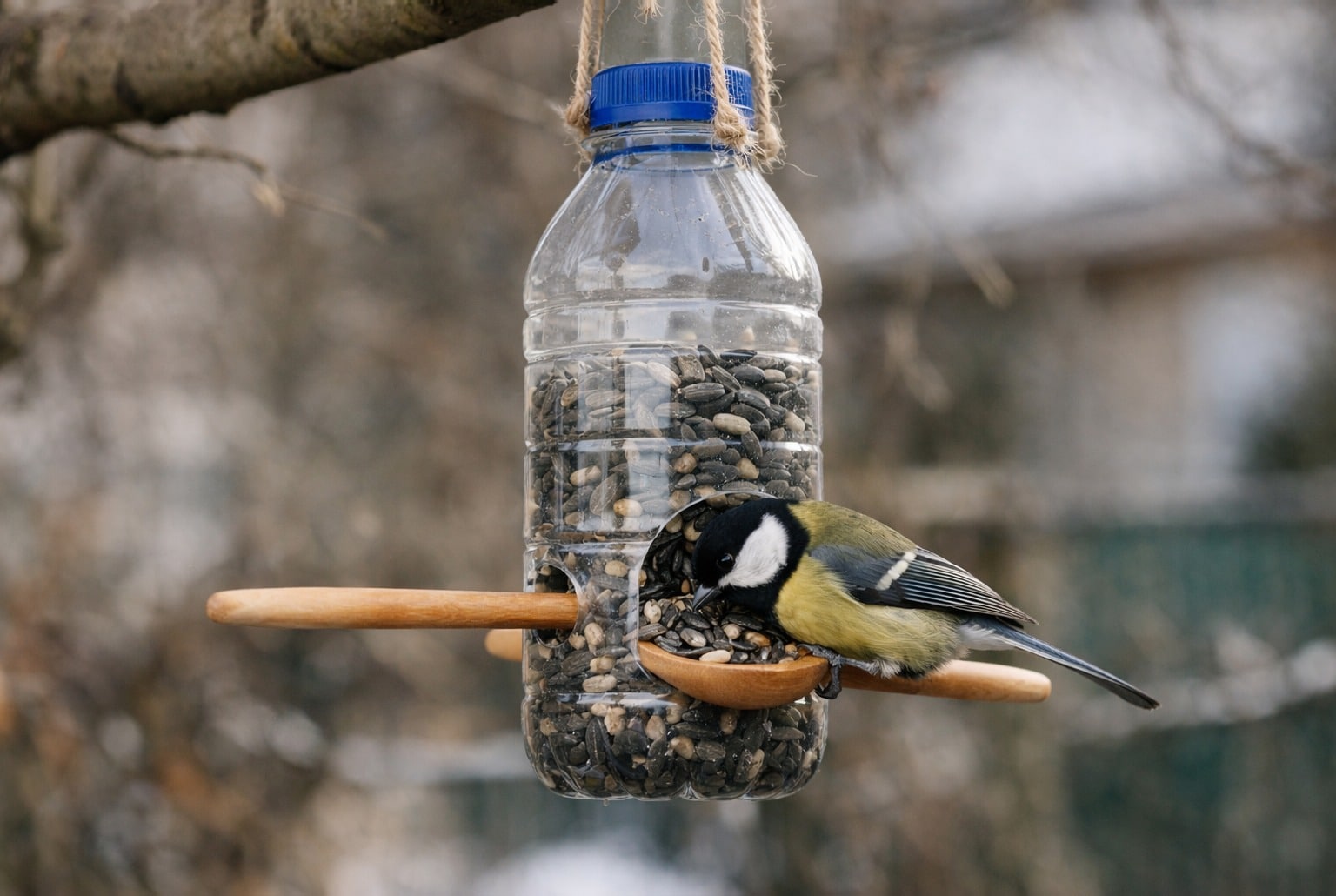 Mésange sur une mangeoire DIY en bouteille plastique suspendue, picorant des graines par temps d’hiver.