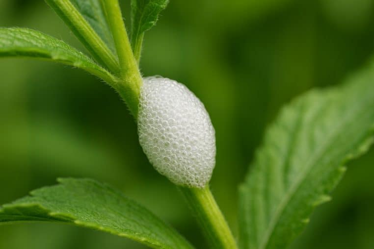 Mousse blanche de cicadelle accrochée à la tige d’une plante verte dans un jardin, en gros plan sur fond de feuillage flou.