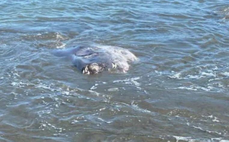mystère créature poisson échoué sable scientifiques actualité