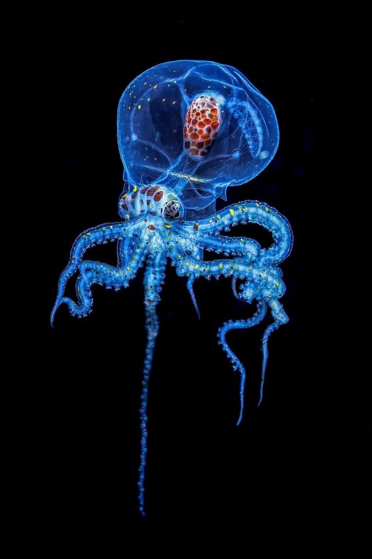 Photo d’une pieuvre aux tentacules lumineux nageant dans une eau sombre, illustrant la bioluminescence utilisée par certains céphalopodes en profondeur.