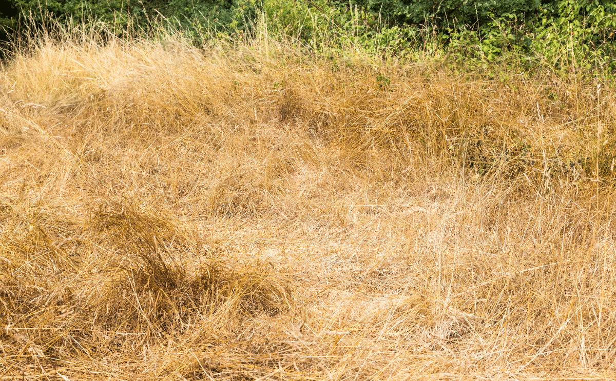 pelouse jaune jardinage info