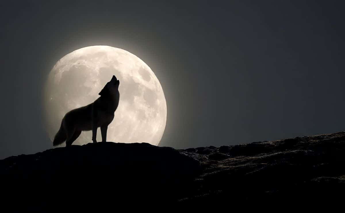pleine lune signe astrologique loup actu