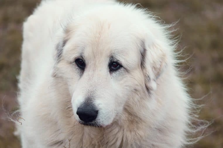 Grand bouvier des Pyrénées au pelage blanc épais photographié de près en extérieur, regard doux tourné vers l’objectif dans une lumière douce.