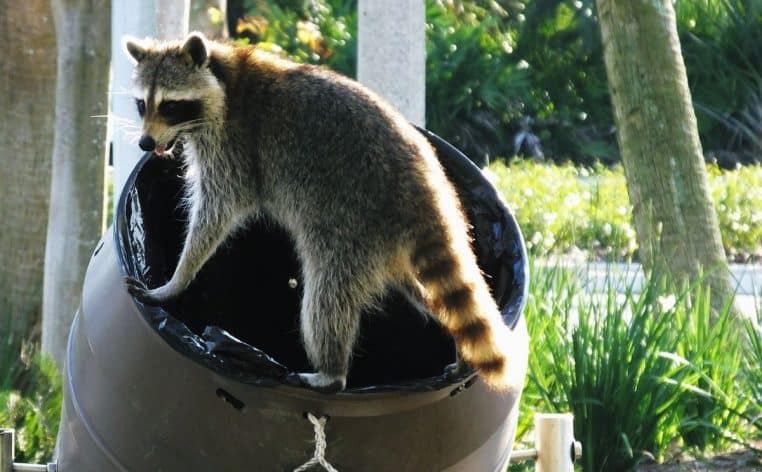 raton laveur insolite