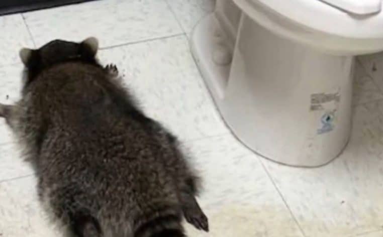 raton laveur insolite