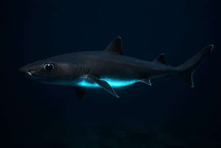 Requin-lanterne bioluminescent nageant dans l’obscurité des fonds marins, ventre bleu lumineux et corps élancé.