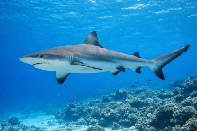 Requin gris de récif photographié sous l’eau, silhouette nette en pleine nage au-dessus d’un récif corallien.