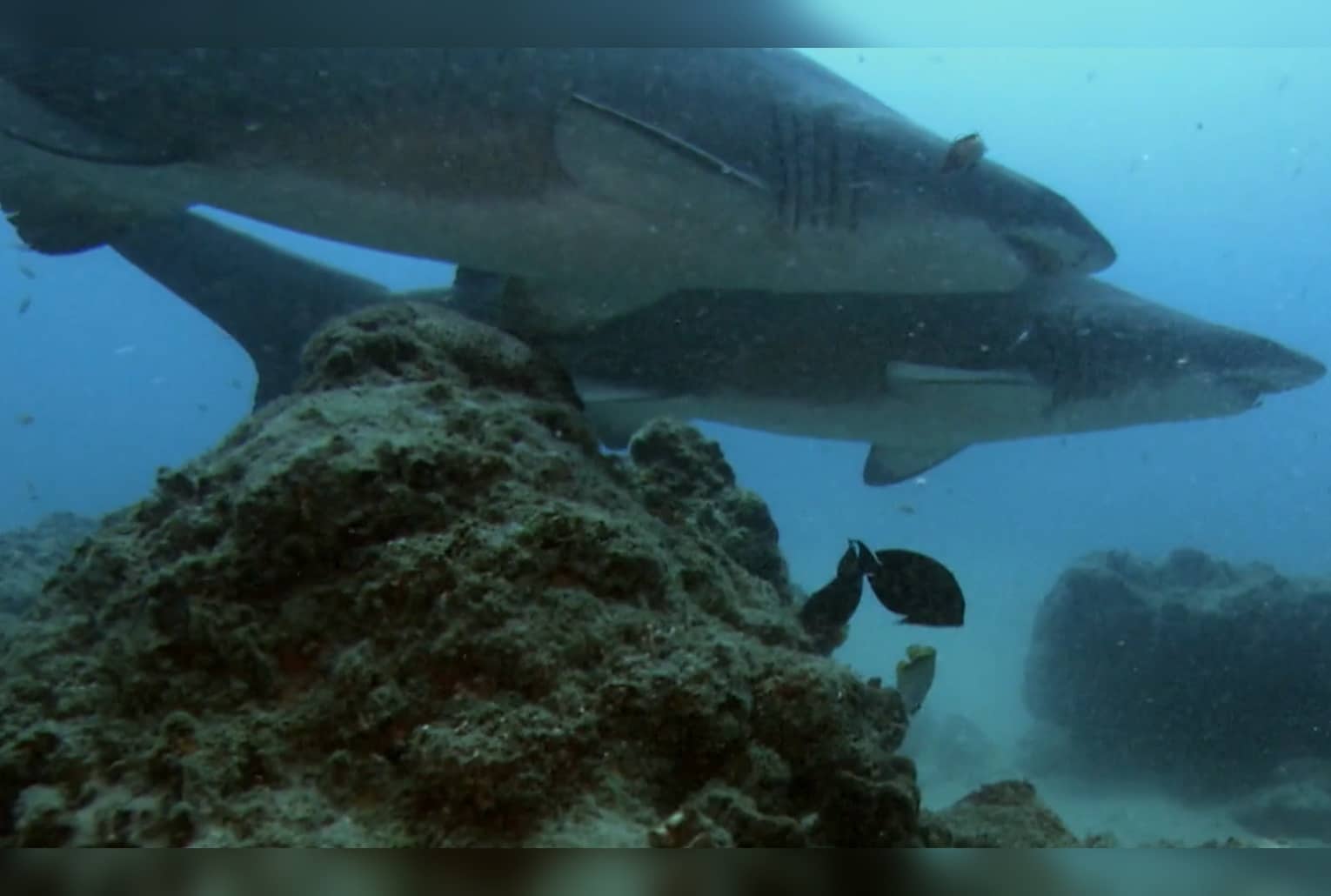 Deux femelles requins-taureaux nagent côte à côte au-dessus d’un récif rocheux, dans une eau bleu-vert légèrement trouble en pleine profondeur.