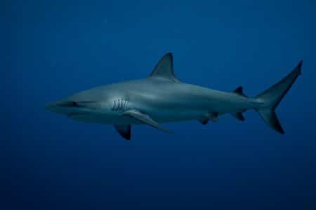Requin gris vu de profil nageant calmement en pleine eau bleue, illustrant la question de sa flottabilité naturelle.