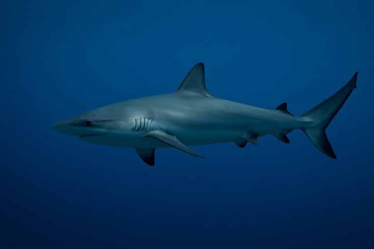 Requin gris vu de profil nageant calmement en pleine eau bleue, illustrant la question de sa flottabilité naturelle.
