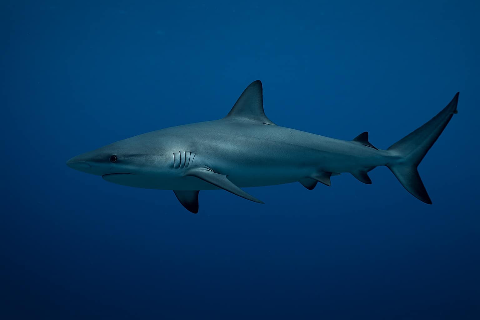 Requin gris vu de profil nageant calmement en pleine eau bleue, illustrant la question de sa flottabilité naturelle.