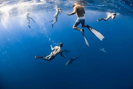 Les requins impopulaires depuis les dents de la mer