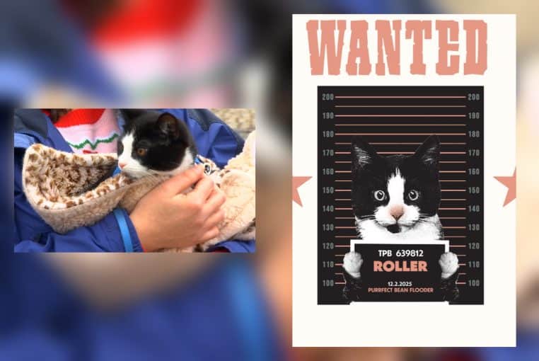 Montage montrant Roller, chat noir et blanc dans les bras d’une personne, à côté d’une affiche “Wanted” humoristique du même chat.