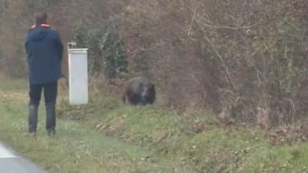 sanglier chasseur