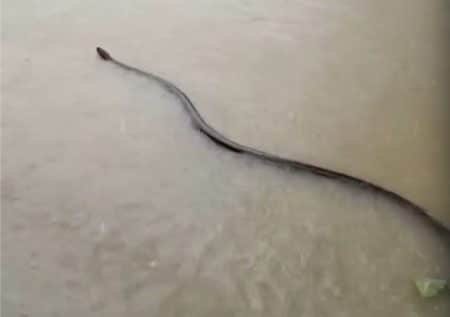 Serpent géant