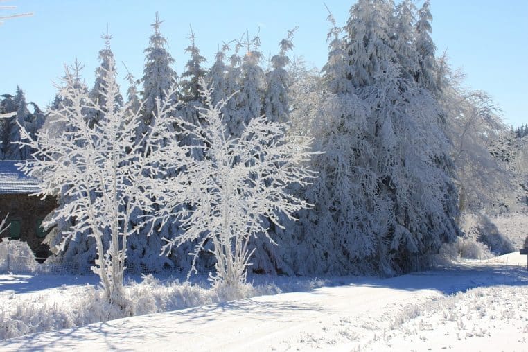 Paysage enneigé d’Auvergne avec collines, clôtures et arbres isolés, baignant dans une lumière froide de plein hiver en France.