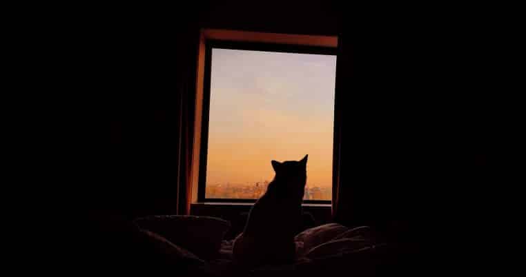 Silhouette d’un chien assis sur un lit face à une grande fenêtre, observant un ciel orangé au coucher de soleil sur la ville.